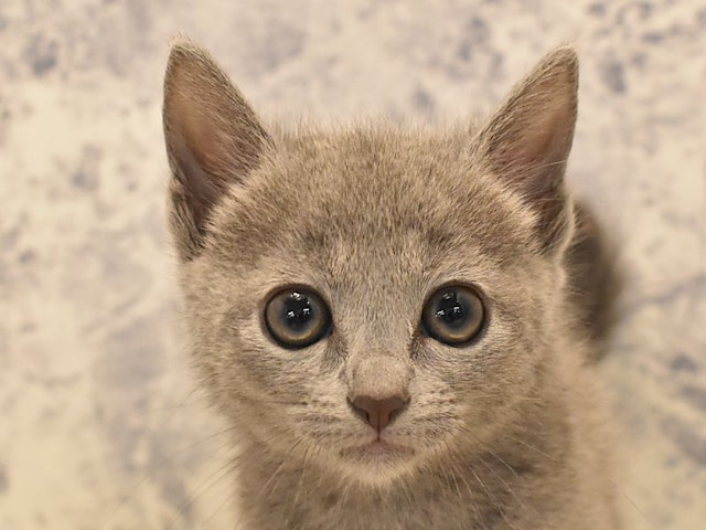 群馬県のロシアンブルー (ペッツワン伊勢崎店/2024年6月11日生まれ/女の子/ブルー)の子猫